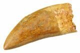 Serrated Carcharodontosaurus Tooth - Huge Dinosaur Tooth #351734-1